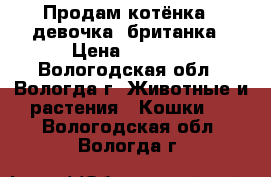 Продам котёнка ( девочка) британка › Цена ­ 3 000 - Вологодская обл., Вологда г. Животные и растения » Кошки   . Вологодская обл.,Вологда г.